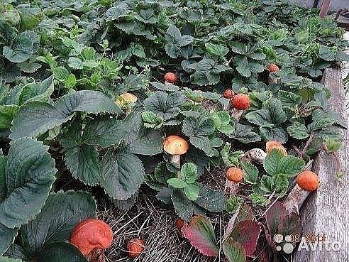 Алена Аликсюк