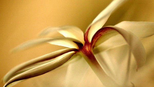 Ольга Швецова