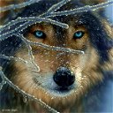 Волчица Сима