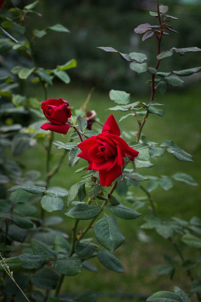 *~Олеся~* А*****