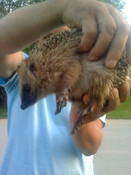 Aleksandr Stelmasonok