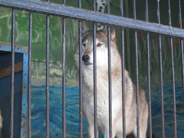 Марат Хасанов