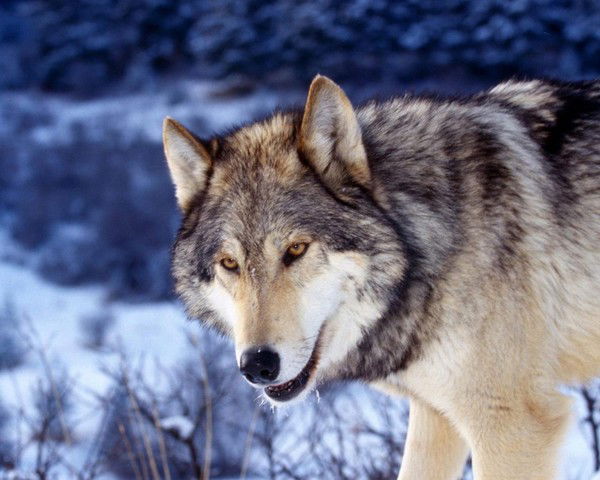 Максим Глухих