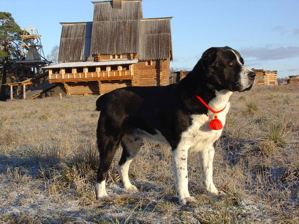 Александр Семенов