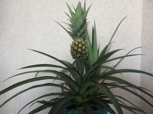 Нурия Мифтахова