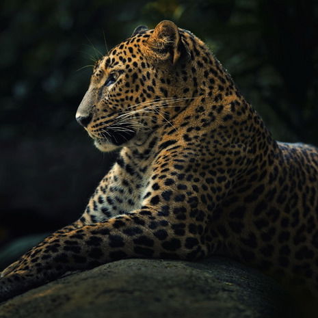 Шоҳин Саидов