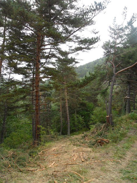 Патимат Омарова