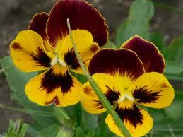 Анна Александровна