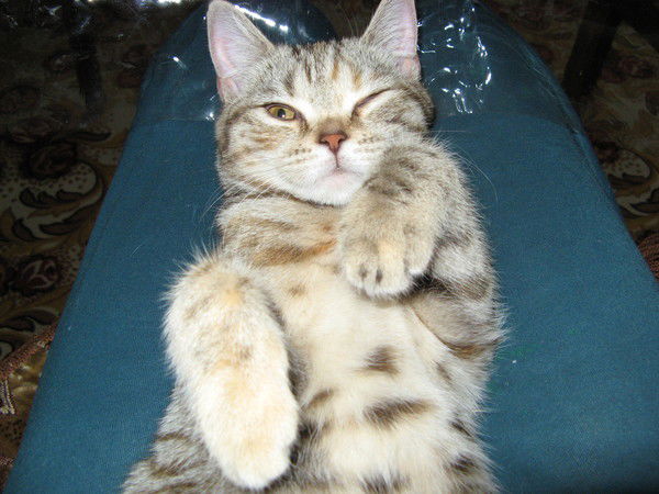 Серж Сержов