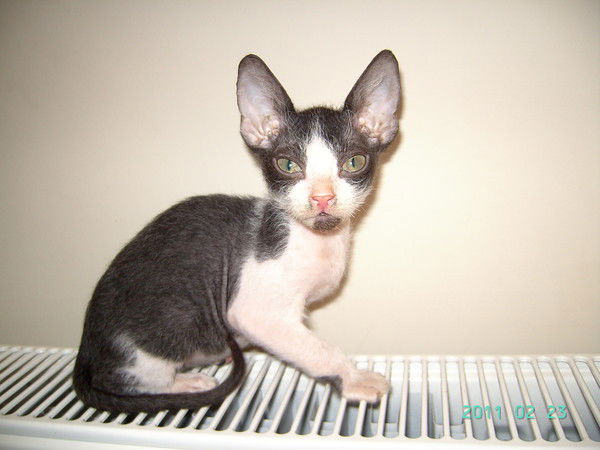 Лідія Ганець