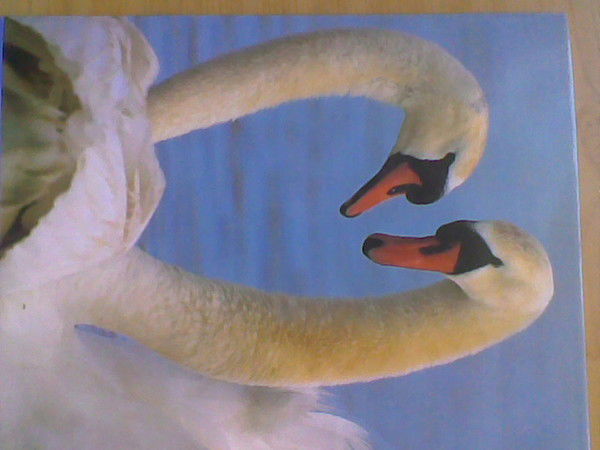 Андрей Богданов