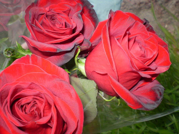 Женщина Праздник