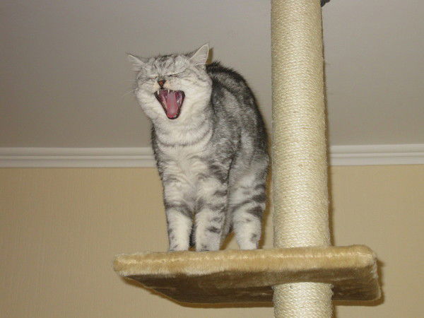 Татьяна Самошкина