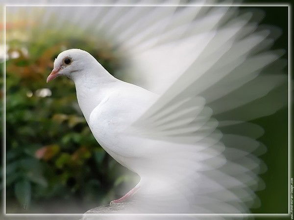 Гитан Гитан