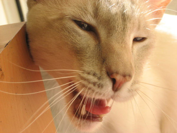 Ирина Сергеева