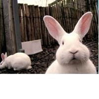 Елена Мезенцева