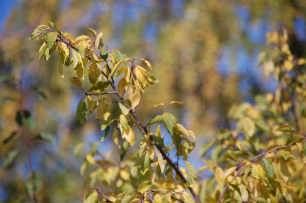 Ринат Султанов