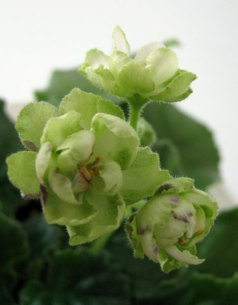 Алена Болила