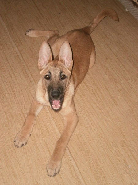 Герман Ангелов