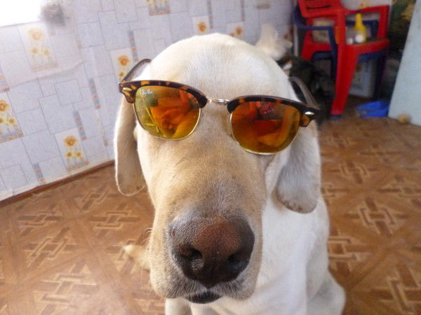 Александр Франзети