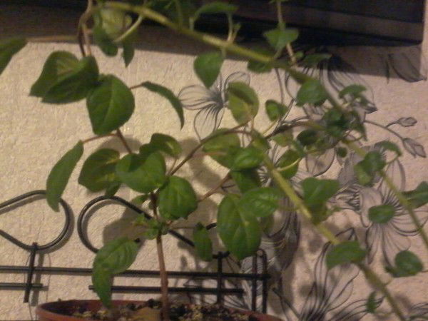 Токтохан Жалилова