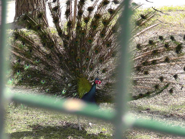 Валентина Эдуардовна