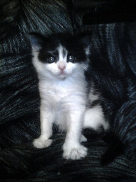 Елена Боган