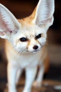 Александр Макаров