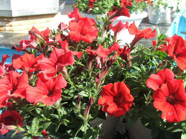 Ольга Серебрякова