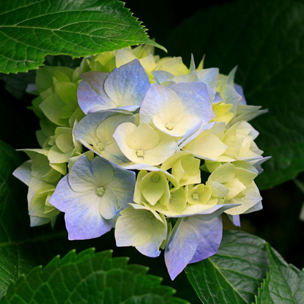 Татьяна Печурина