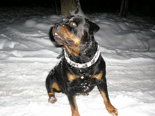 Лесич Тимофеева