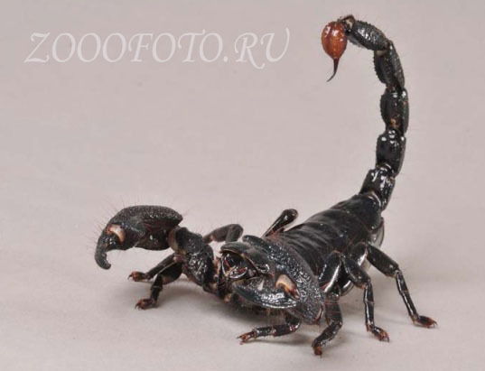 Black Scorpion