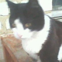 Надежда Коколева Подкопаева