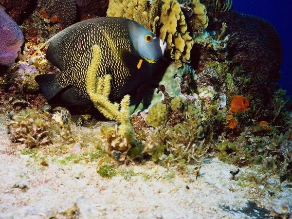 Айгуль Абдраманова