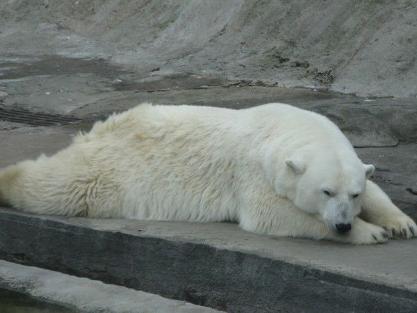 Максим Тимощук