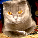 Александр Аноп