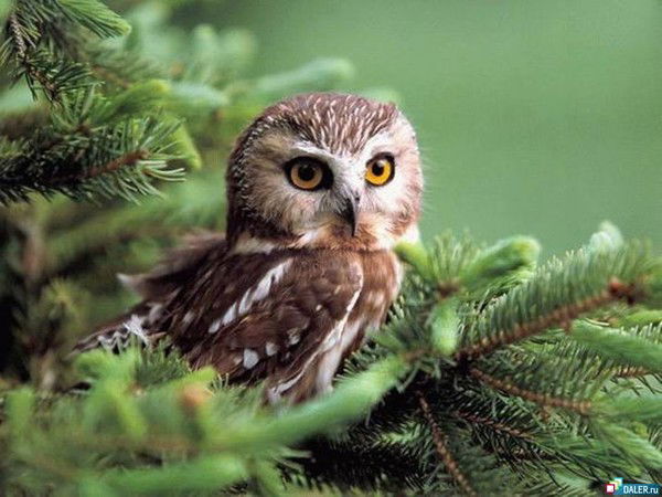 Татьяна Богданова