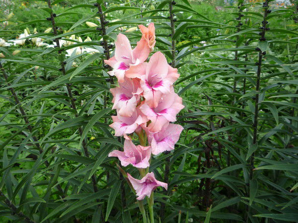 Надежда Феоктистова