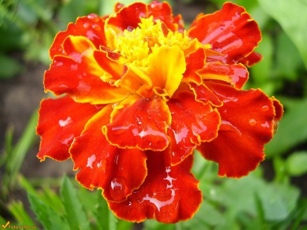 Равия Газиева