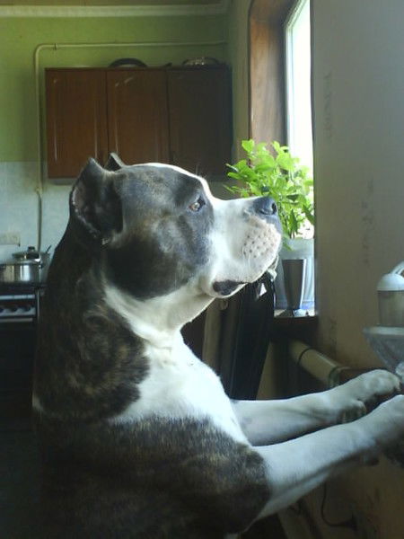 Вася Светлый