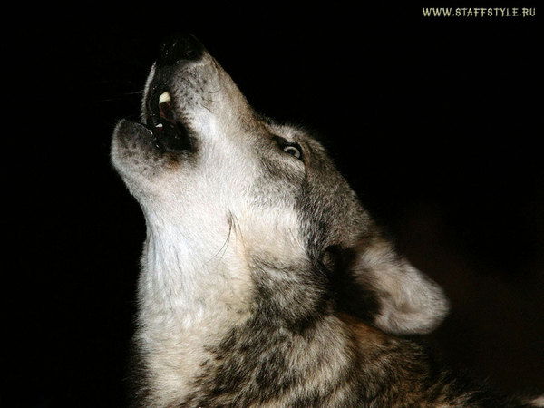 Ванюша Бадаландабад