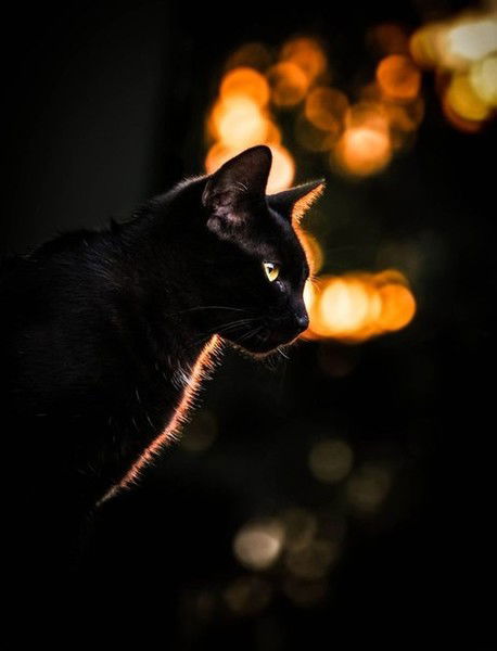 Светлана Федотова