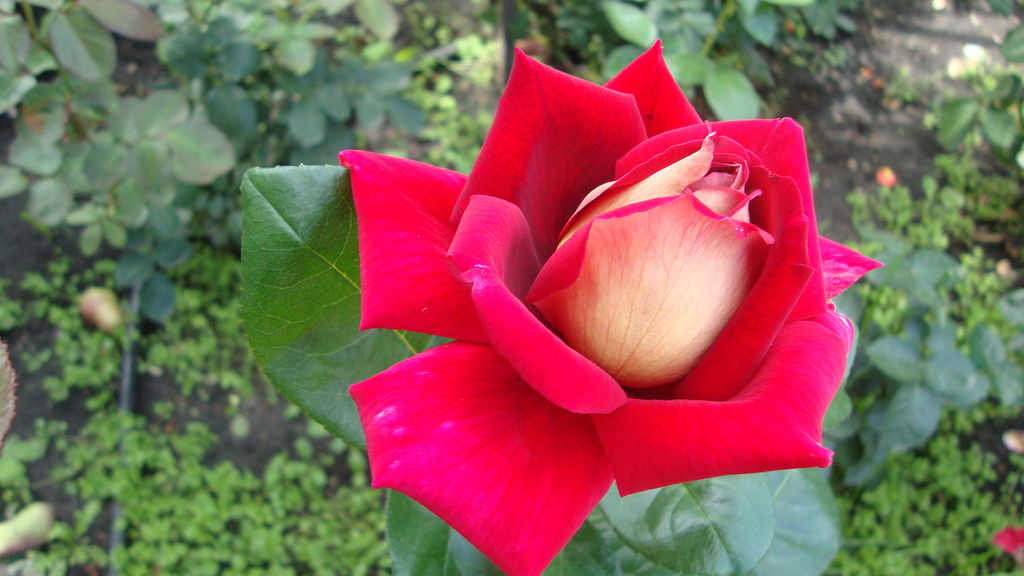 Владимир Седой