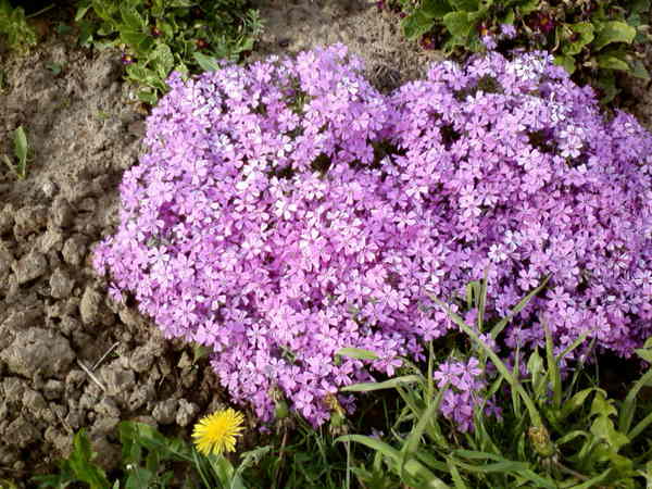 Любовь Горбачева