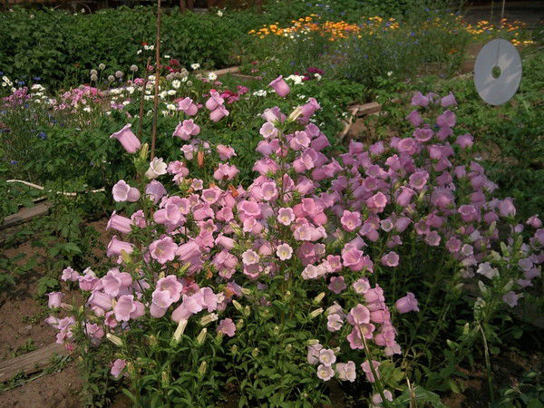 Надежда Щёкина