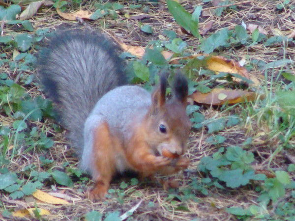 Светлана Андросова