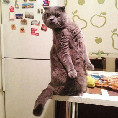 Марианна Вайдолович