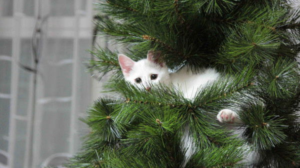 Елена Башина-Жохова