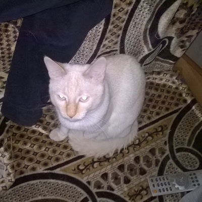 Александр Ерошенко