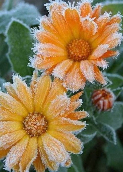 Маша Акимова